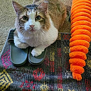 Thomas is registered to the contest to win money with this photo: animal, blanket, carpet, cat, colorful, cozy, cute, domestic, ears, fur, furry, indoor, orange_toy, patterned_blanket, paws, pet, relaxed, resting, slippers, whiskers