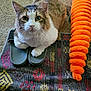animal, blanket, carpet, cat, colorful, cozy, cute, domestic, ears, fur, furry, indoor, orange_toy, patterned_blanket, paws, pet, relaxed, resting, slippers, whiskers