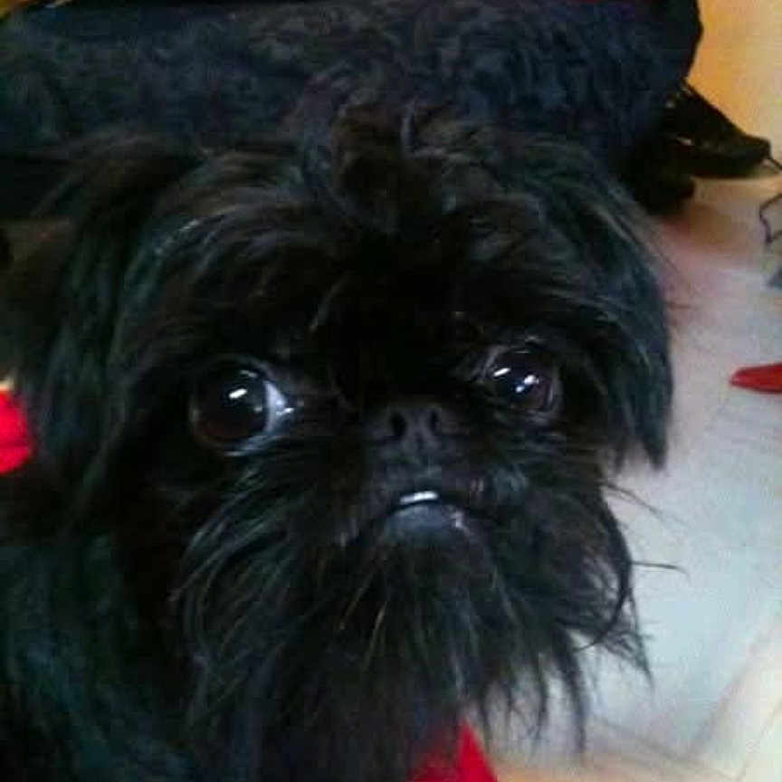 Ethel participe au concours pour gagner de l'argent avec cette photo : affenpinscher, animal, canine, child, dog, female, girl, person, pet, pug, puppy, terrier