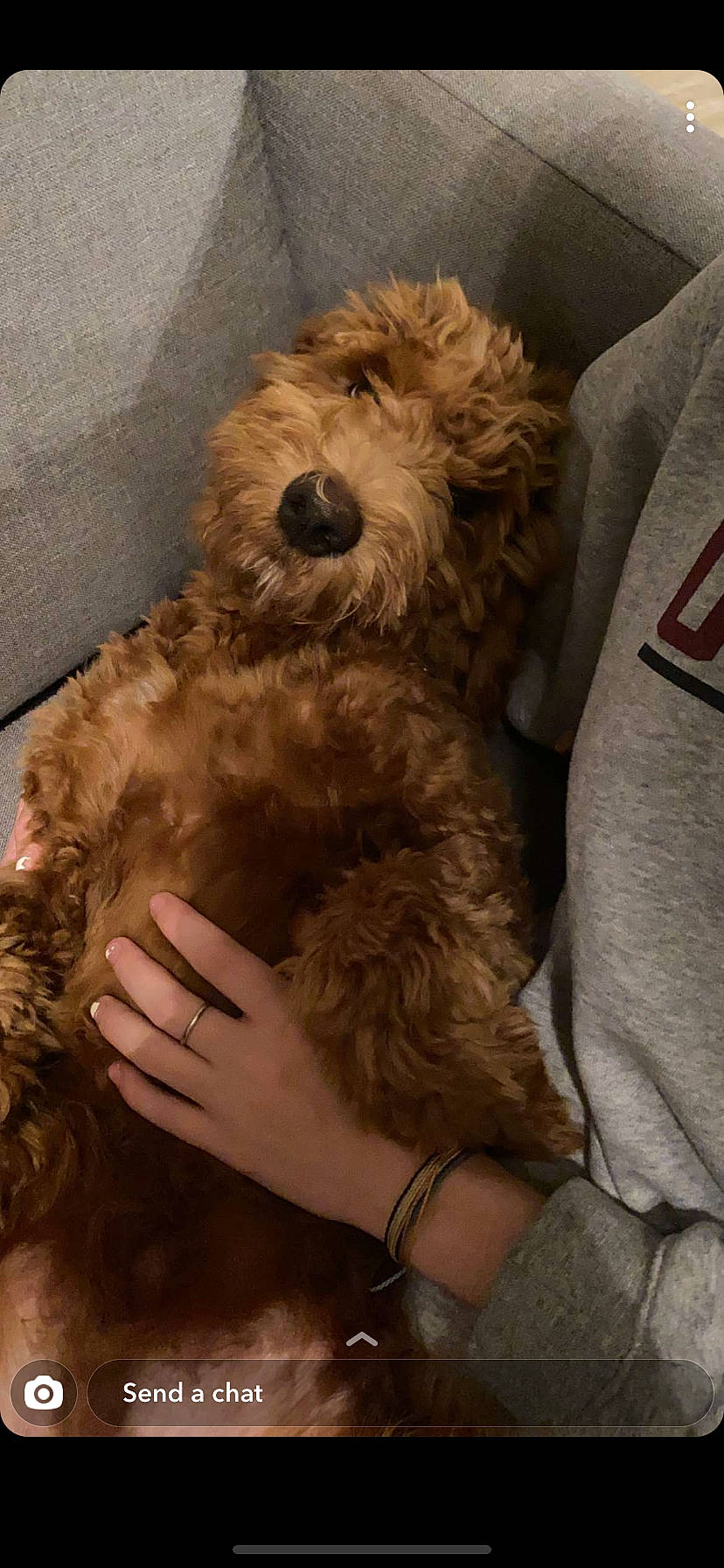 Dewie is registered to the contest to win money with this photo: canidae, carnivore, cavapoo, cockapoo, companion_dog, dog, dog_breed, dutch_smoushond, goldendoodle, labradoodle, maltepoo, mammal, miniature_poodle, poodle, poodle_crossbreed, rare_breed_dog, schnoodle, sporting_group, terrier, toy_poodle