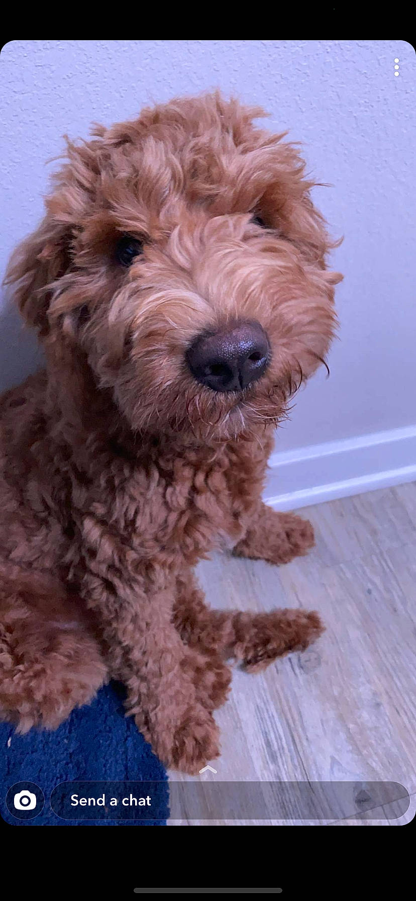 Dewie joined the competition — help win amazing prizes! canidae, carnivore, cockapoo, companion_dog, dog, dog_breed, dutch_smoushond, goldendoodle, labradoodle, maltepoo, mammal, miniature_poodle, poodle, poodle_crossbreed, rare_breed_dog, schnoodle, sporting_group, terrier, toy_poodle, vertebrate