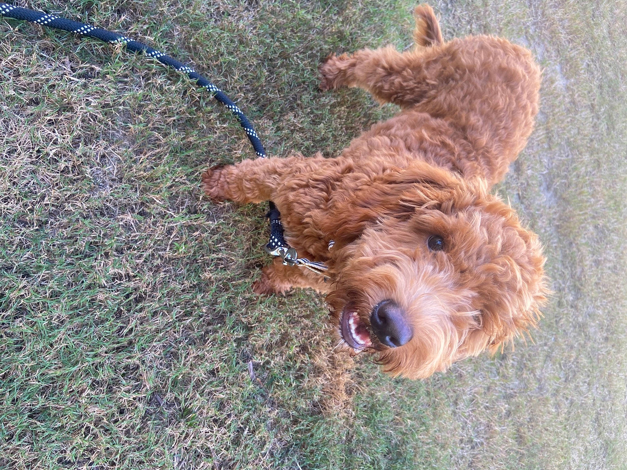 Dewie is registered to the contest to win money with this photo: airedale_terrier, canidae, carnivore, cockapoo, dog, dog_breed, fawn, goldendoodle, labradoodle, lakeland_terrier, mammal, poodle_crossbreed, sporting_group, terrier, welsh_terrier