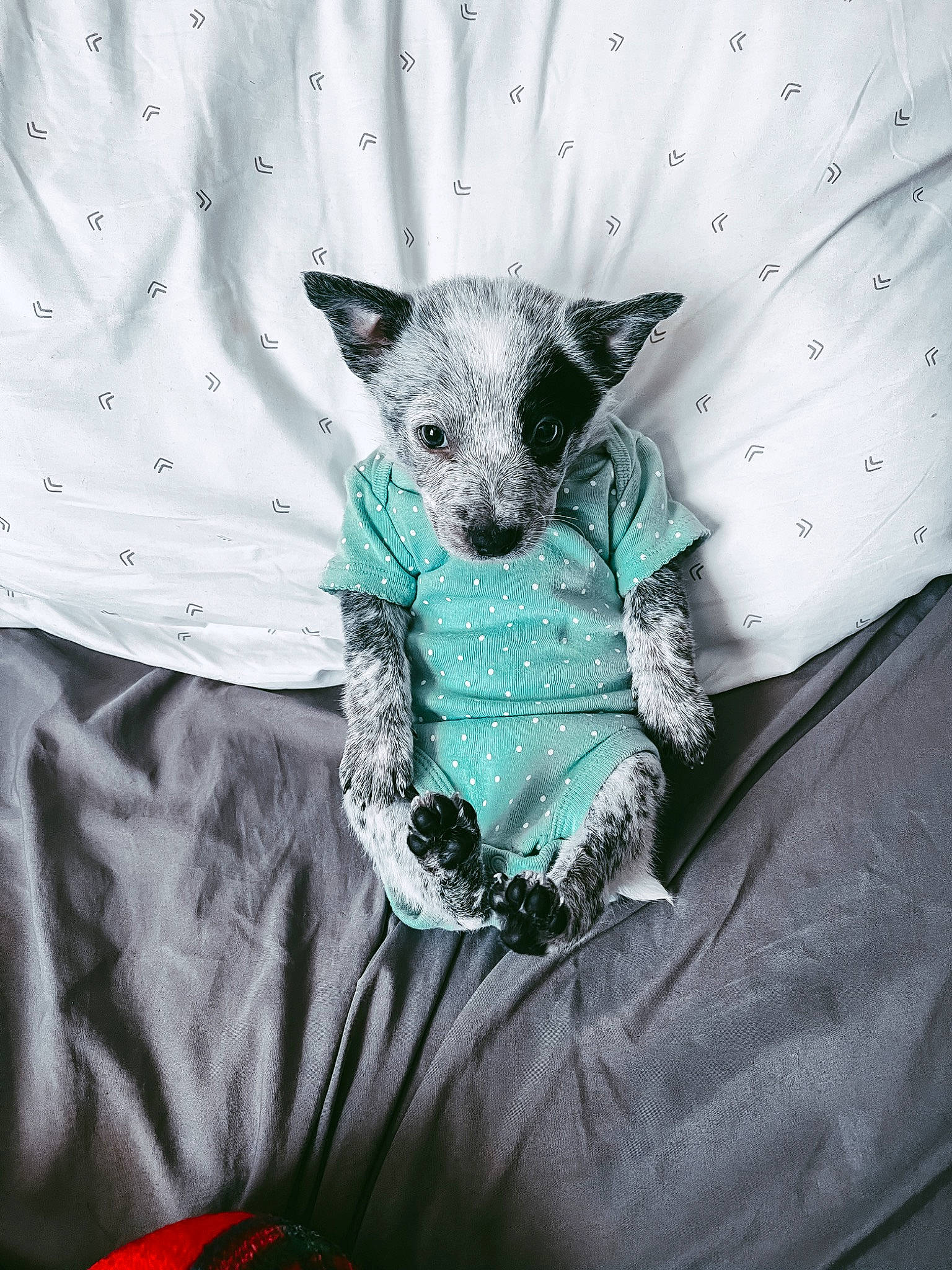 Skye is registered to the contest to win money with this photo: canidae, carnivore, companion_dog, dog, dog_breed, dog_clothes, dog_supply, electric_blue, fashion_accessory, fur, grey, linens, pattern, sleeve, snout, sporting_group, t_shirt, top, toy_dog, whiskers