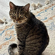 Bear is registered to the contest to win money with this photo: cat, tabby, pet, animal, indoor, sitting, fur, whiskers, green_eyes, tail, floor, rug, patterned_rug, curious, domestic_cat, feline, striped, cute, portrait, relaxed