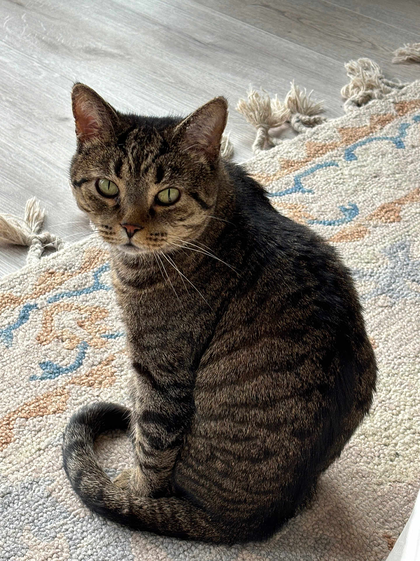 Bear is registered to the contest to win money with this photo: cat, tabby, pet, animal, indoor, sitting, fur, whiskers, green_eyes, tail, floor, rug, patterned_rug, curious, domestic_cat, feline, striped, cute, portrait, relaxed