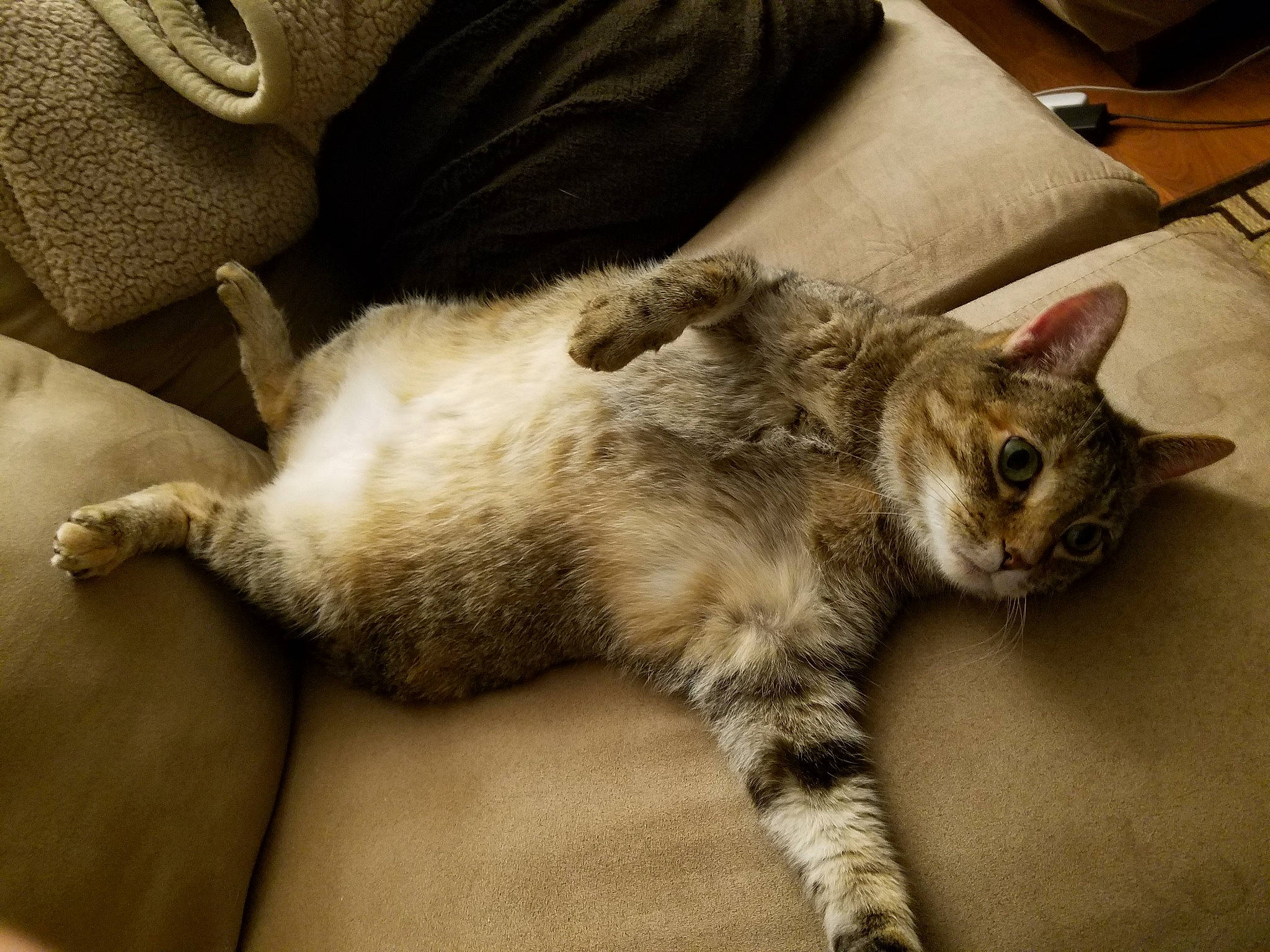 Frisky joined the competition — help win amazing prizes! aegean_cat, american_shorthair, asian, carnivore, cat, claw, domestic_short_haired_cat, dragon_li, ear, european_shorthair, felidae, fur, kitten, mammal, nap, paw, skin, small_to_medium_sized_cats, tabby_cat, whiskers