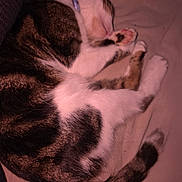 Ace participe au concours pour gagner de l'argent avec cette photo : cat, sleeping, tabby, white_fur, pet, animal, cozy, resting, indoor, fur, tail, paw, collar, cute, domestic, mammal, relaxing, soft, bed, closeup