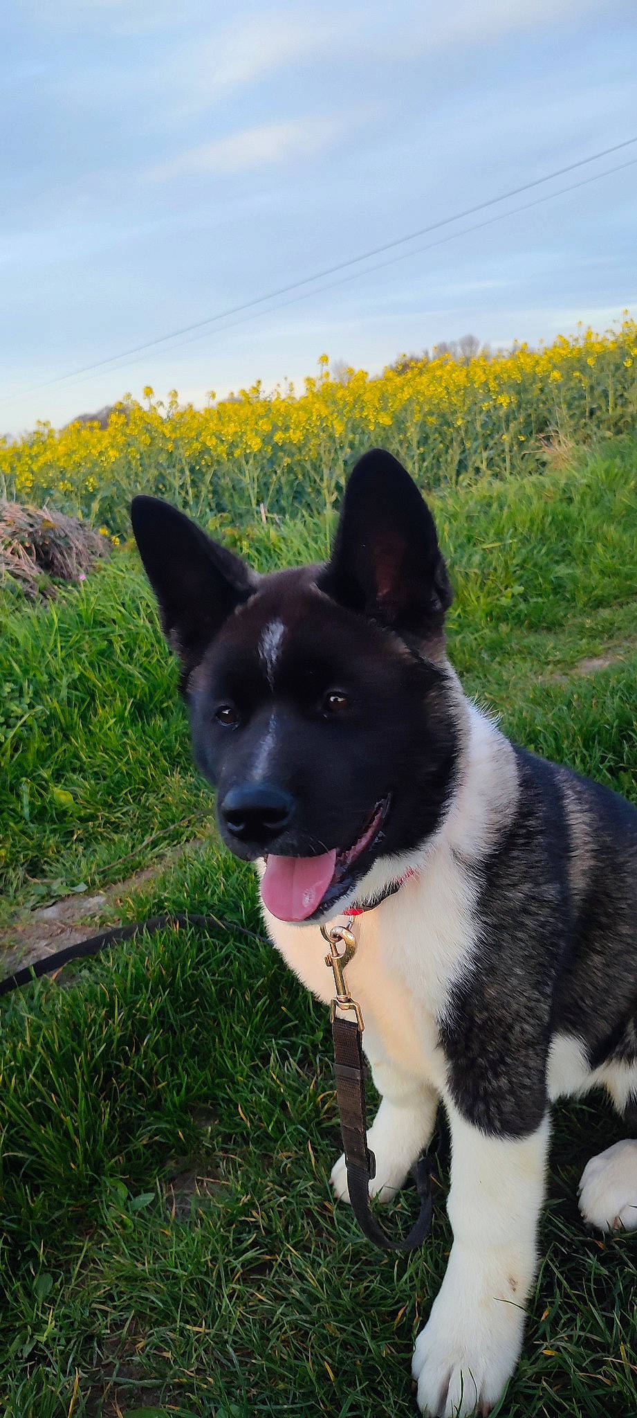 Una participe au concours pour gagner de l'argent avec cette photo : canidae, carnivore, collar, companion_dog, dog, dog_breed, dog_collar, eye, flower, grass, grassland, herbaceous_plant, herding_dog, plant, sky, snout, sporting_group, tail, working_animal, working_dog