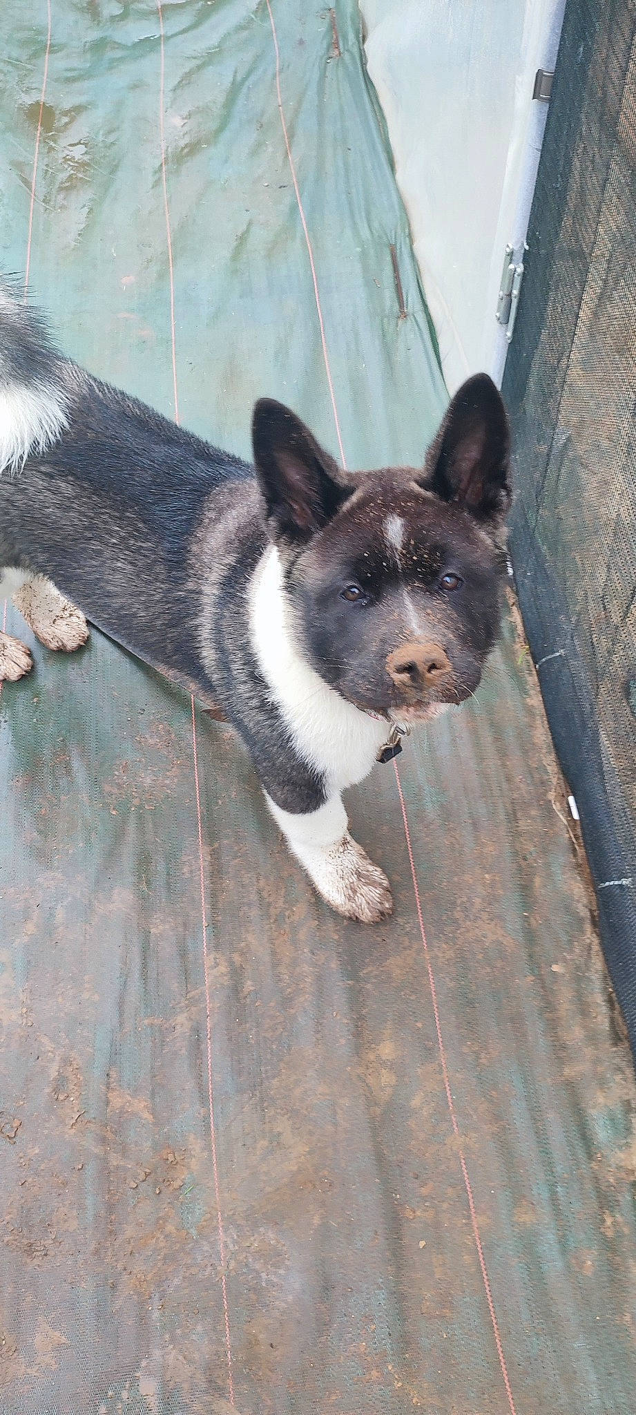 Una a rejoint le concours — aidez-le/la à gagner de superbes lots ! art, carnivore, companion_dog, dog, dog_breed, foot, fur, grey, non_sporting_group, snout, tail, terrestrial_animal, whiskers, window, wood, working_animal