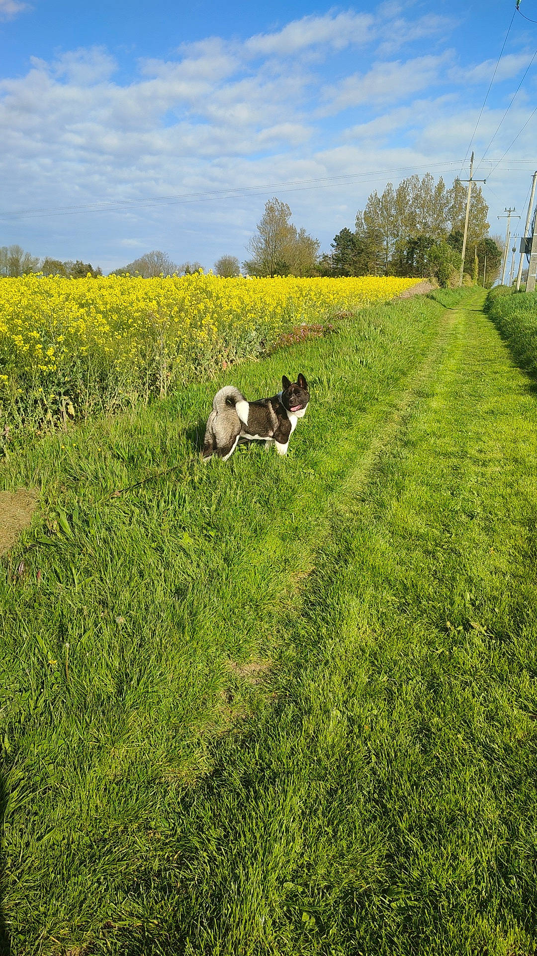 Una a rejoint le concours — aidez-le/la à gagner de superbes lots ! agriculture, cloud, dog, dog_breed, grass, grass_family, grassland, groundcover, land_lot, landscape, meadow, natural_landscape, people_in_nature, plain, plant, prairie, rural_area, shrub, sky, tree