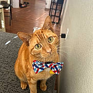 Ruben joined the competition — help win amazing prizes! animal, bow_tie, cat, chair, close_up, couch, curious, cute, domestic_cat, floor, furniture, household, indoor, orange_tabby, pet, portrait, sitting, tabby, whiskers, yellow_eyes