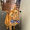 animal, bow_tie, cat, chair, close_up, couch, curious, cute, domestic_cat, floor, furniture, household, indoor, orange_tabby, pet, portrait, sitting, tabby, whiskers, yellow_eyes
