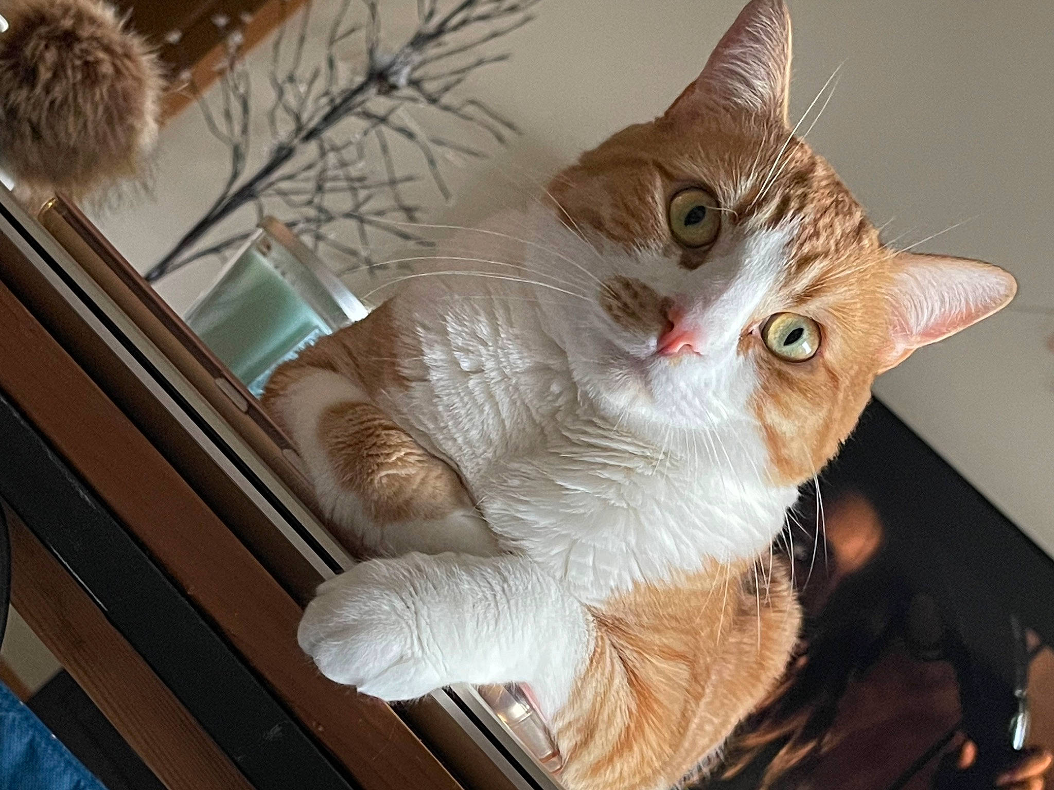 Hamilton is registered to the contest to win money with this photo: carnivore, cat, chair, christmas_ornament, claw, collar, comfort, domestic_short_haired_cat, fawn, felidae, fur, holiday, paw, small_to_medium_sized_cats, tail, twig, whiskers, wood