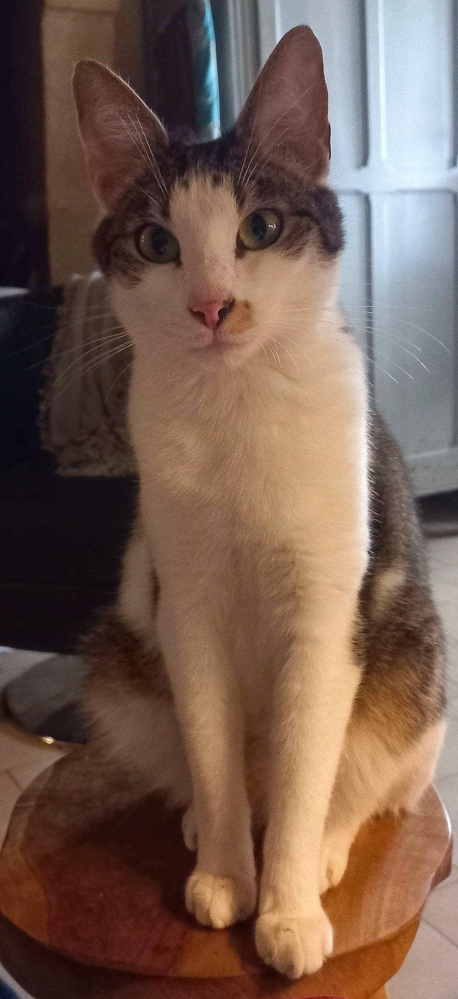 Tippex a rejoint le concours — aidez-le/la à gagner de superbes lots ! carnivore, cat, domestic_short_haired_cat, felidae, fur, paw, small_to_medium_sized_cats, tail, whiskers, window