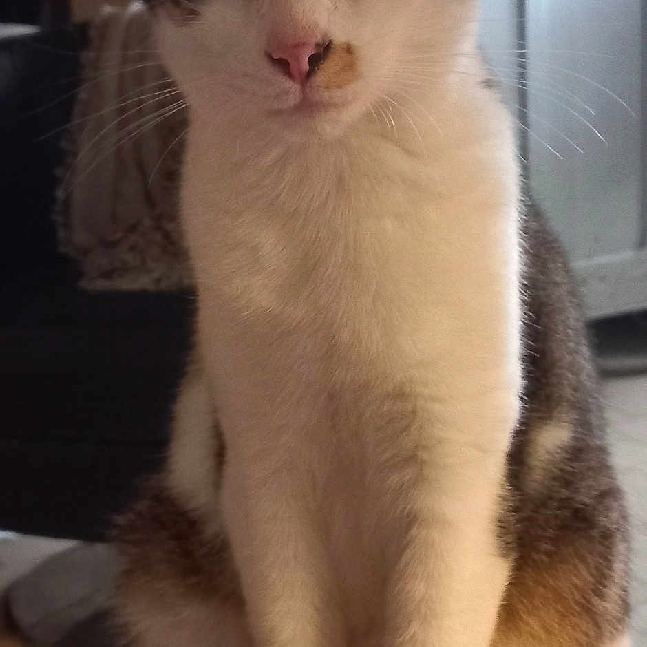 Tippex