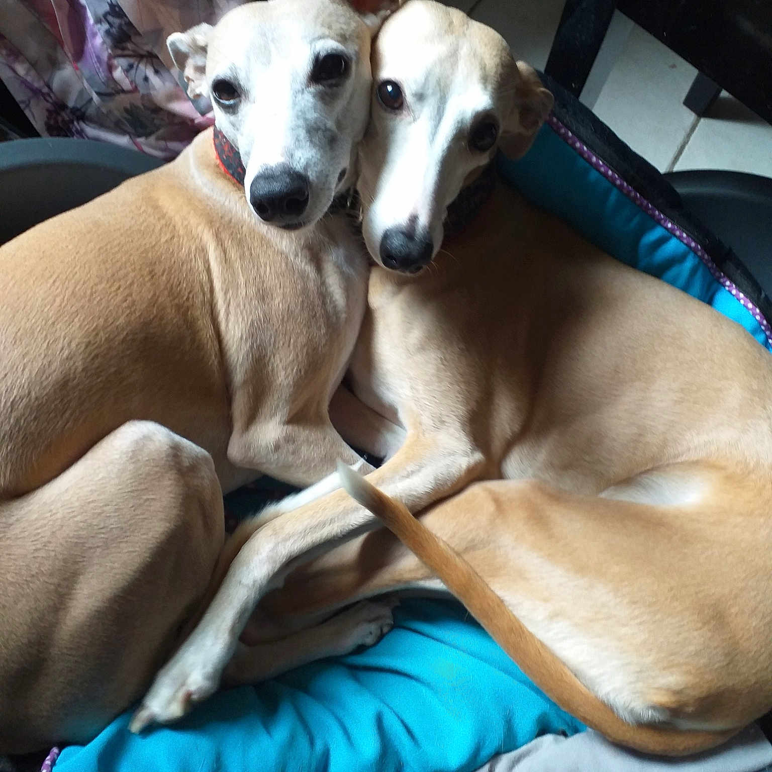 Gallia Et Jallia