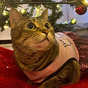 Zelda joined the competition — help win amazing prizes! cat, tabby_cat, pet, pink_outfit, red_blanket, christmas_tree, christmas_lights, ornament, holiday, indoor, feline, cute, curious, whiskers, close_up, decorations, festive, cozy, animal, looking_up