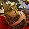 cat, tabby_cat, pet, pink_outfit, red_blanket, christmas_tree, christmas_lights, ornament, holiday, indoor, feline, cute, curious, whiskers, close_up, decorations, festive, cozy, animal, looking_up