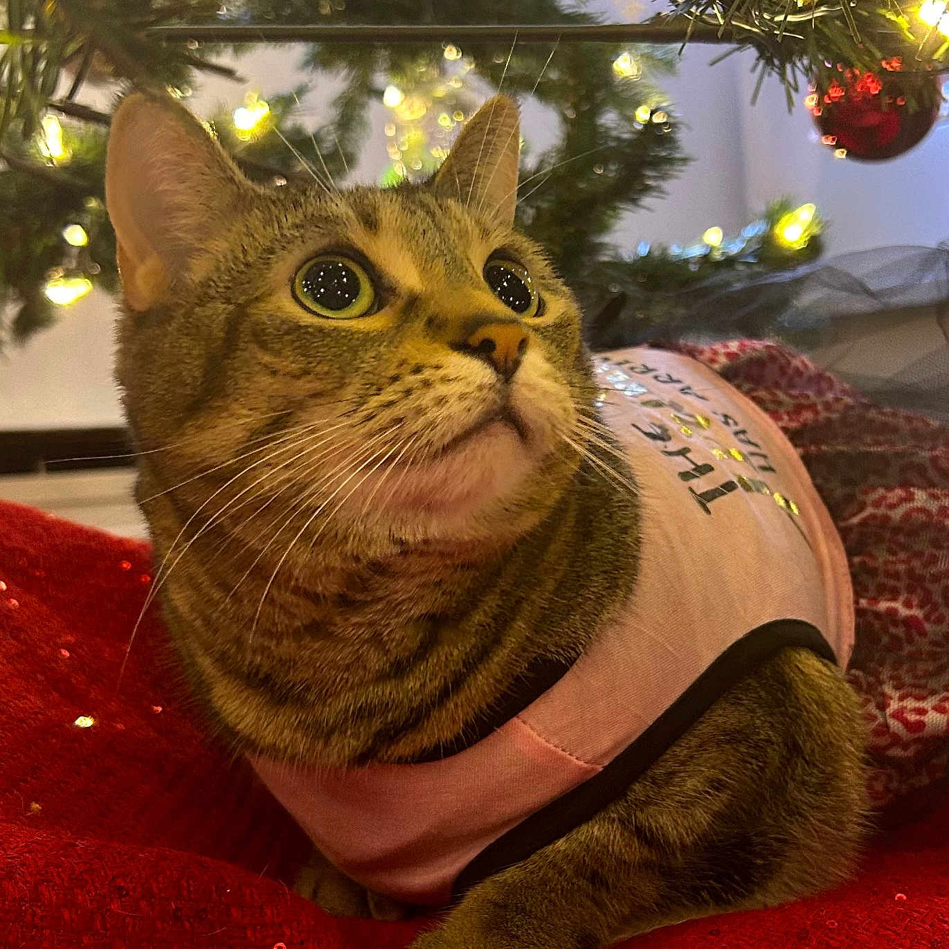 Zelda