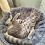 animal, bed, cat, cozy, curious, cute, ears, feline, fur, gray_tabby, home, indoor, kitten, pet, plush, relaxed, resting, sleeping_spot, tail, whiskers