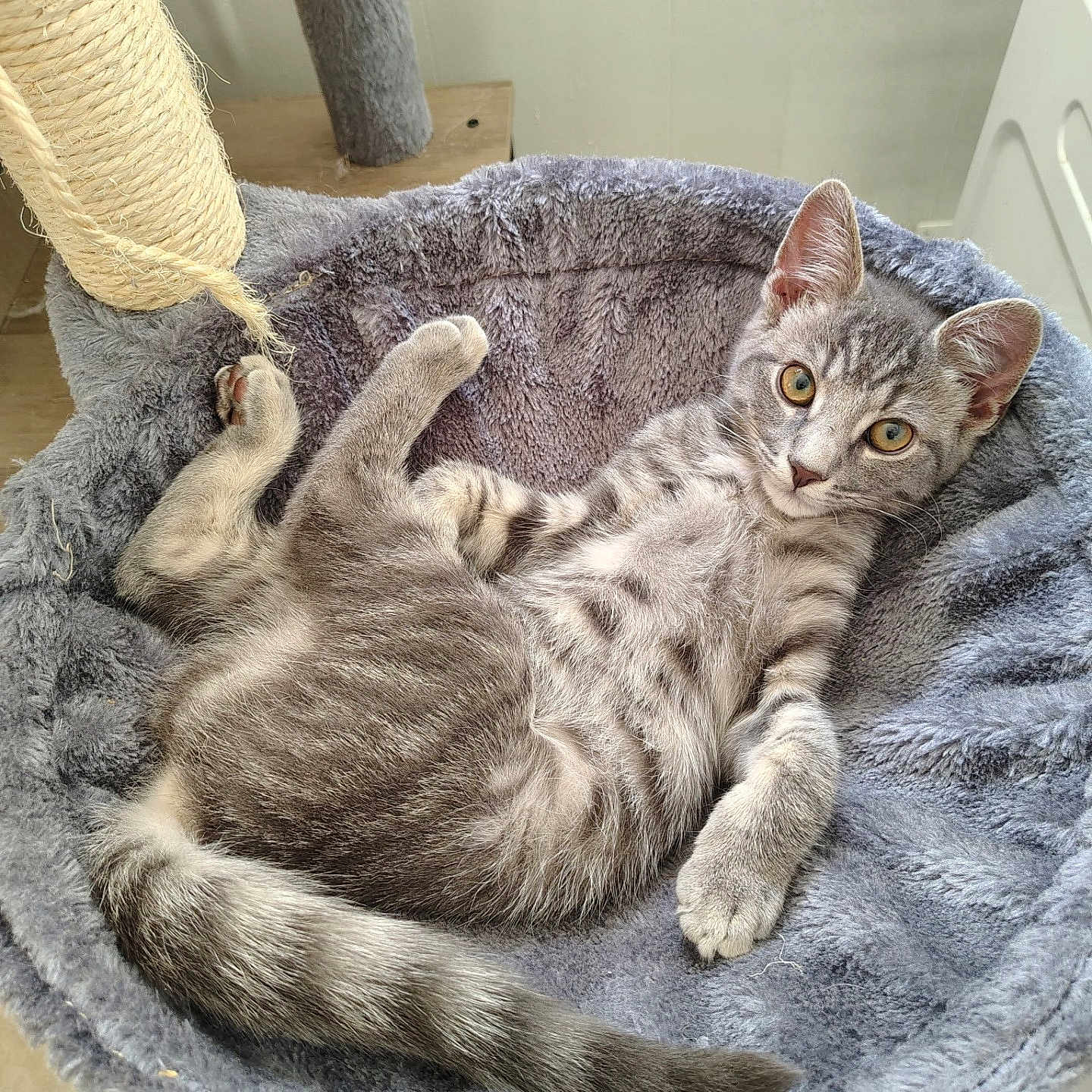 Sky Soloski joined the competition — help win amazing prizes! animal, bed, cat, cozy, curious, cute, ears, feline, fur, gray_tabby, home, indoor, kitten, pet, plush, relaxed, resting, sleeping_spot, tail, whiskers