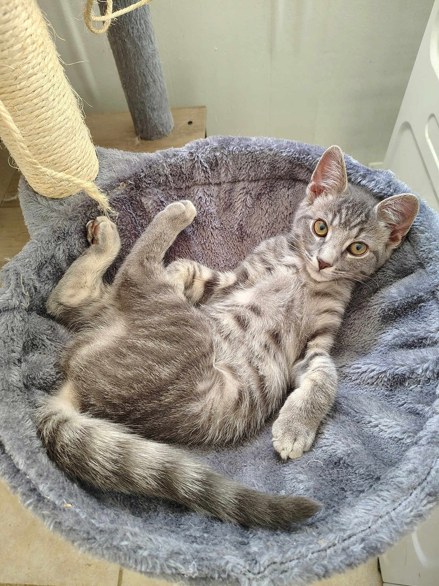 Sky Soloski joined the competition — help win amazing prizes! animal, bed, cat, cozy, curious, cute, ears, feline, fur, gray_tabby, home, indoor, kitten, pet, plush, relaxed, resting, sleeping_spot, tail, whiskers