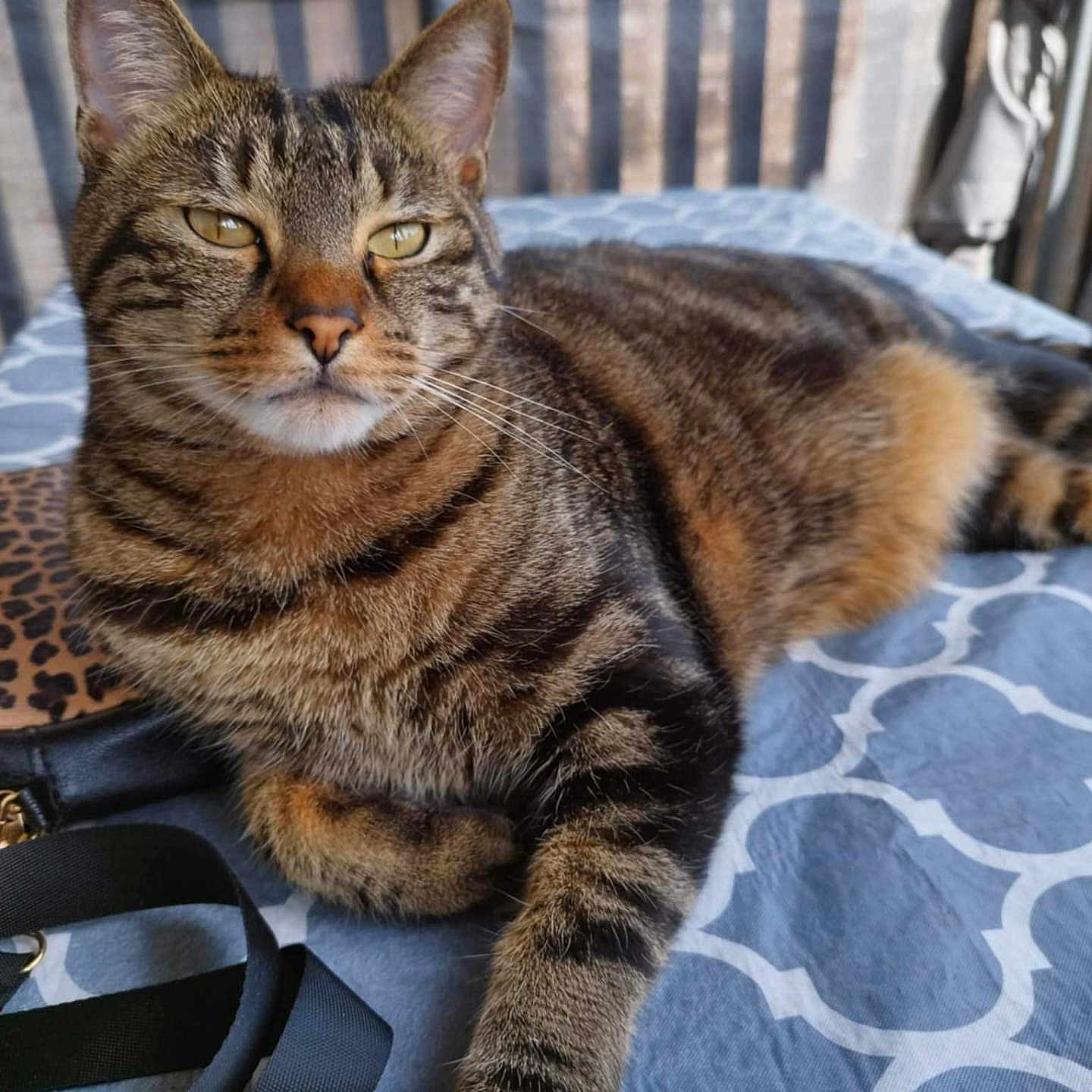 Ricoto participe au concours pour gagner de l'argent avec cette photo : animal, blanket, cat, closeup, cozy, domestic, ears, feline, fur, indoor, patterned, paws, pet, portrait, relaxed, resting, striped, striped_fur, tabby, whiskers