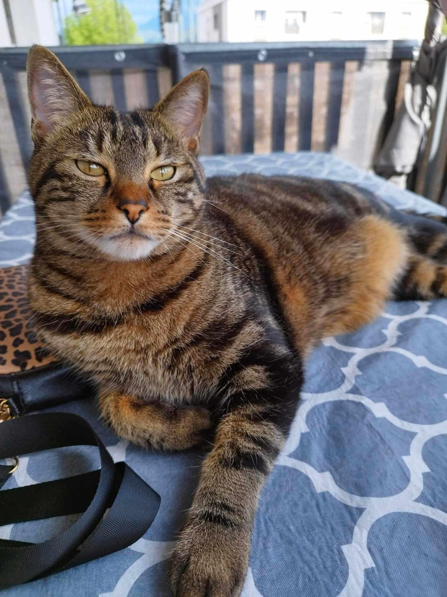 Ricoto participe au concours pour gagner de l'argent avec cette photo : animal, blanket, cat, closeup, cozy, domestic, ears, feline, fur, indoor, patterned, paws, pet, portrait, relaxed, resting, striped, striped_fur, tabby, whiskers