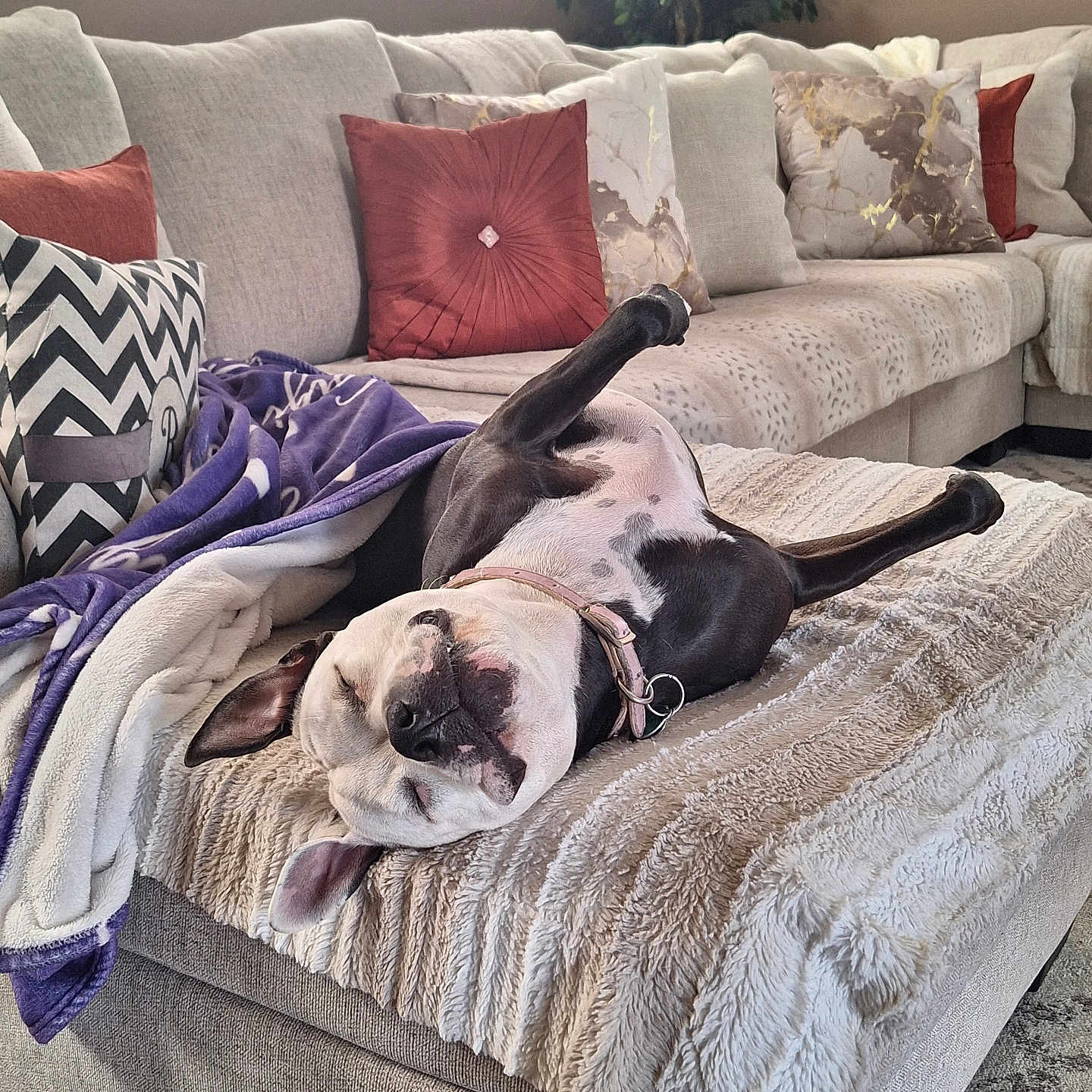Gigi is registered to the contest to win money with this photo: animal, architecture, blanket, building, bulldog, canine, couch, cushion, dog, dogbed, furniture, homedecor, indoors, interiordesign, linen, livingroom, pet, pitbull, puppy, room