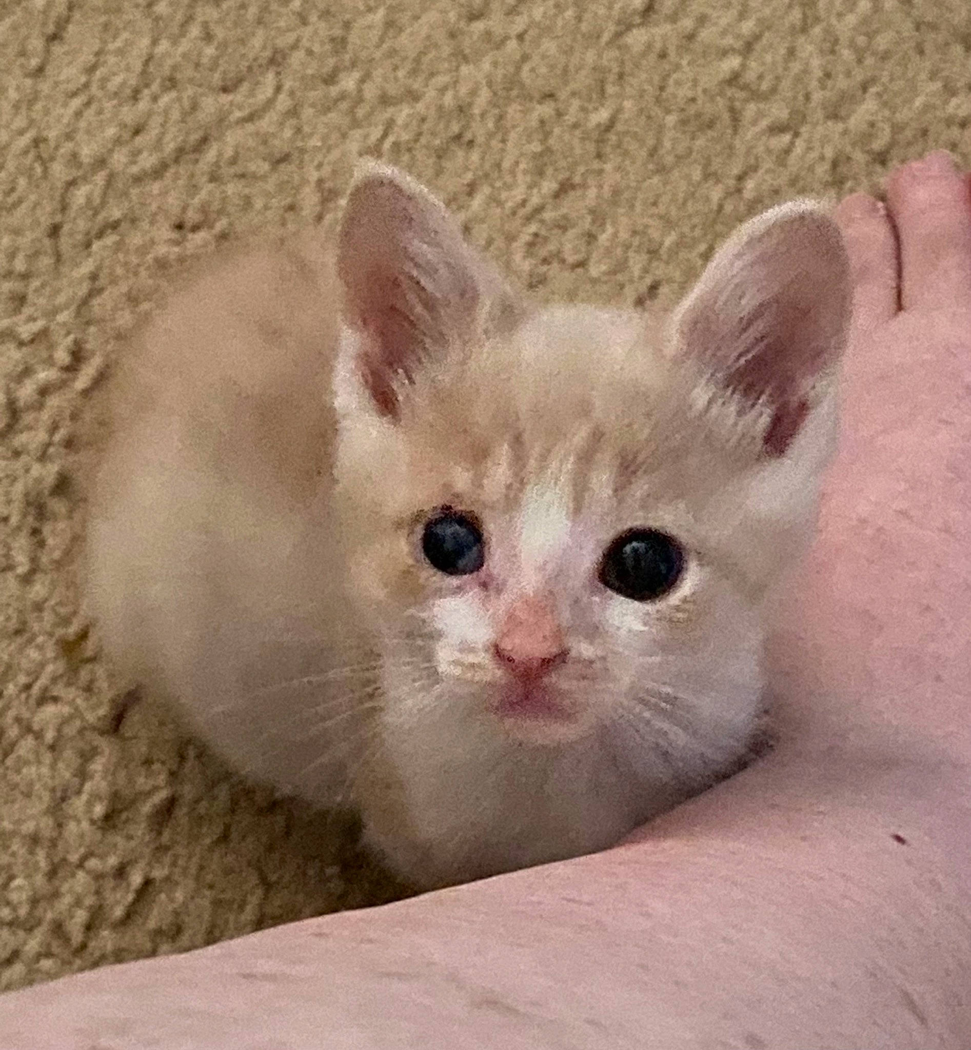 Maxie is registered to the contest to win money with this photo: carnivore, cat, domestic_short_haired_cat, fawn, felidae, fur, paw, small_to_medium_sized_cats, snout, terrestrial_animal, whiskers