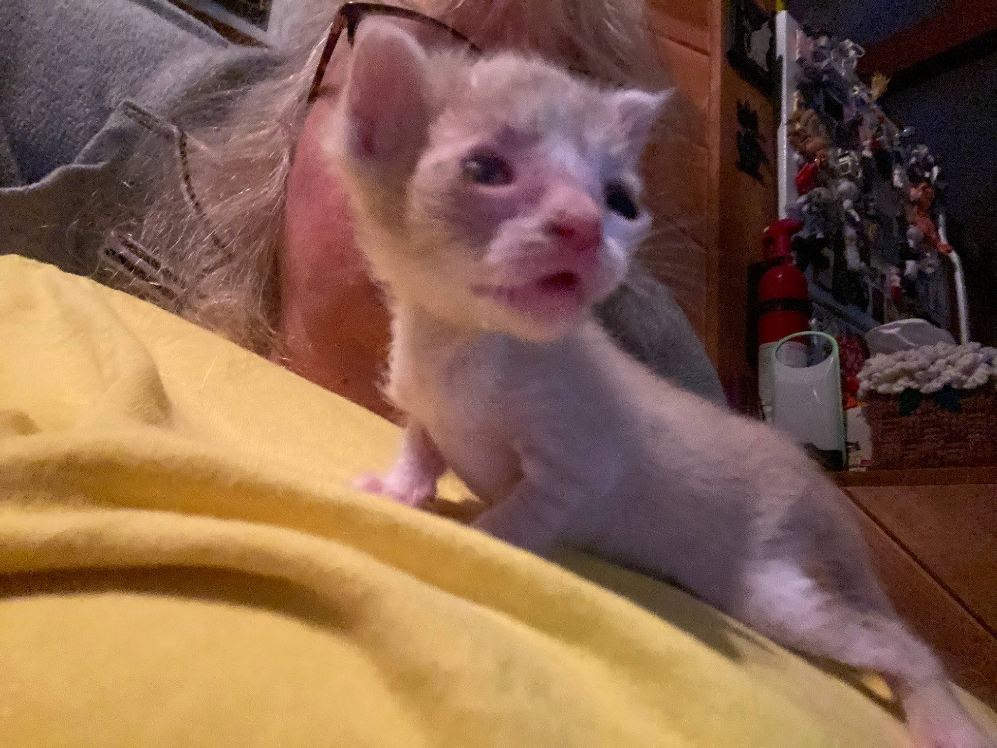 Maxie joined the competition — help win amazing prizes! carnivore, cat, claw, comfort, domestic_short_haired_cat, fawn, felidae, fur, paw, small_to_medium_sized_cats, snout, tail, terrestrial_animal, whiskers