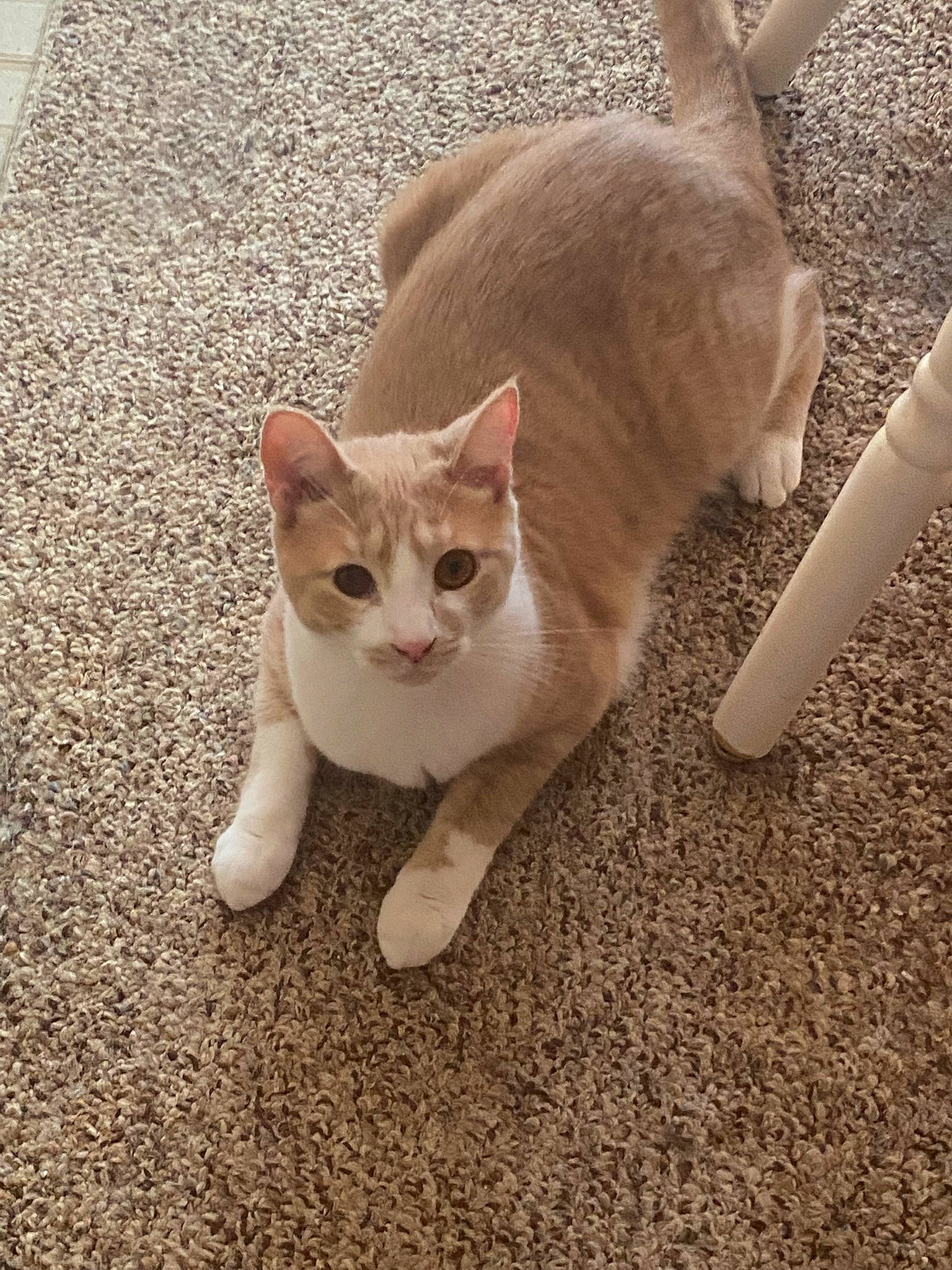 Maxie is registered to the contest to win money with this photo: carnivore, cat, claw, domestic_short_haired_cat, eye, fawn, felidae, flooring, fur, paw, road_surface, sitting, small_to_medium_sized_cats, snout, tail, terrestrial_animal, whiskers, wood