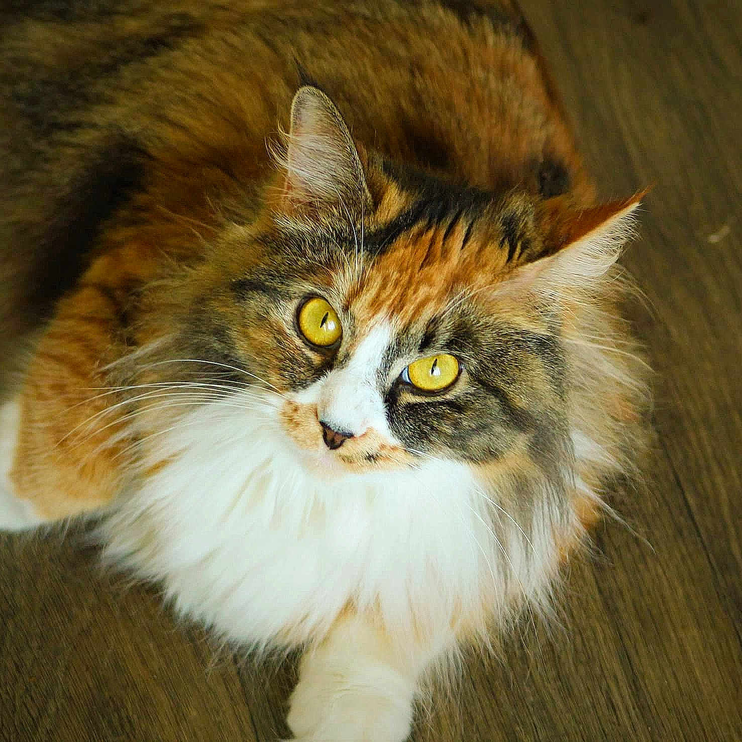 Dolly
