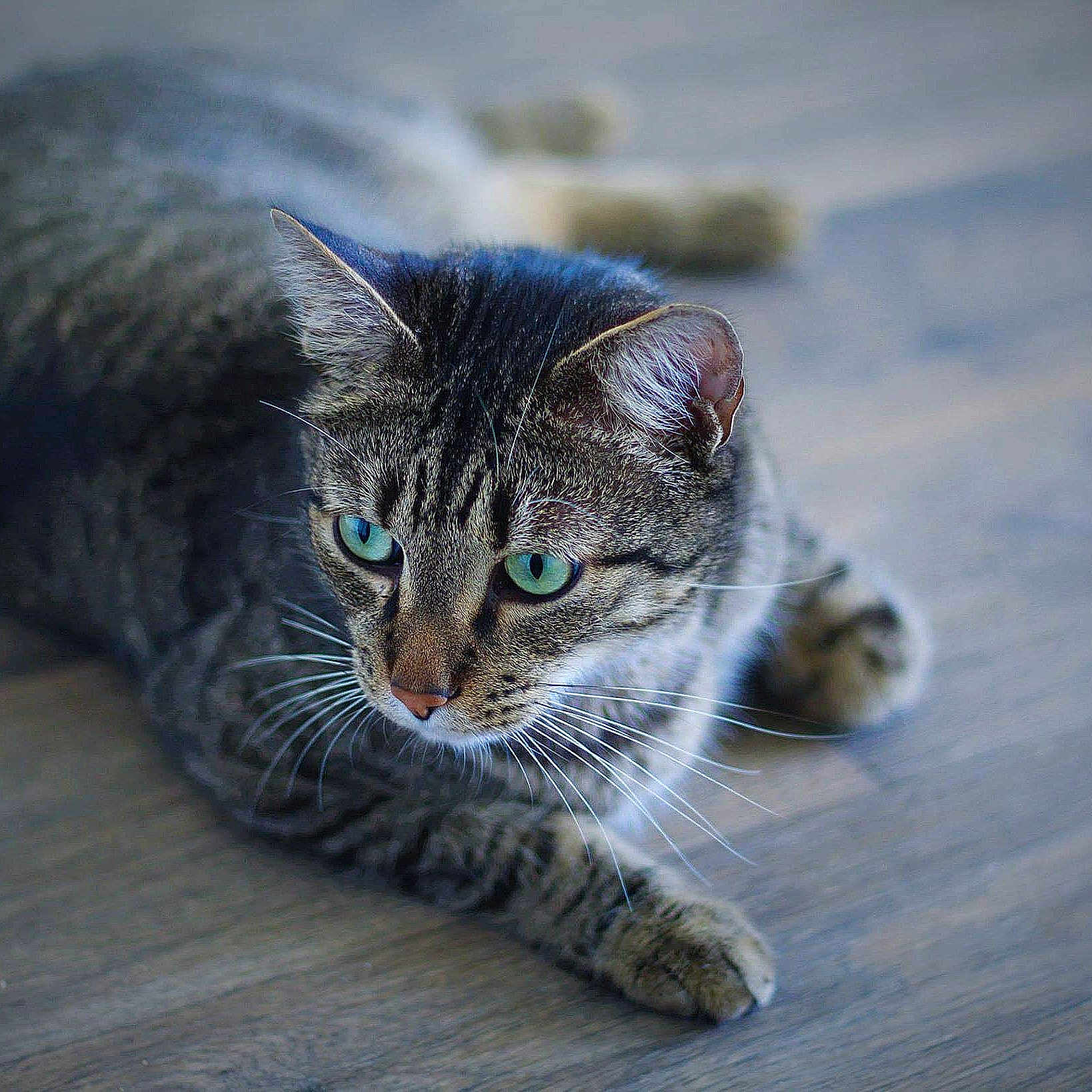 Cheshire is registered to the contest to win money with this photo: aegean_cat, american_shorthair, american_wirehair, asian, carnivore, cat, domestic_short_haired_cat, dragon_li, european_shorthair, eye, felidae, kitten, mammal, pixie_bob, small_to_medium_sized_cats, snout, tabby_cat, toyger, whiskers, wild_cat