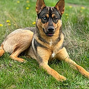 Kasey is registered to the contest to win money with this photo: animal, canine, dog, field, germanshepherd, grass, grassland, lawn, nature, outdoors, pet, plant, policedog, puppy, snout