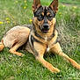animal, canine, dog, field, germanshepherd, grass, grassland, lawn, nature, outdoors, pet, plant, policedog, puppy, snout