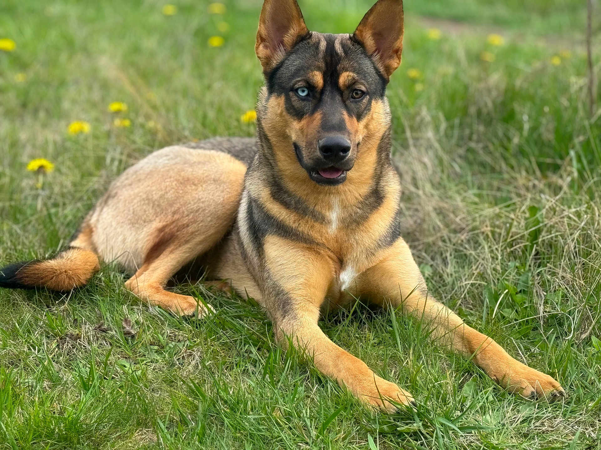 Kasey is registered to the contest to win money with this photo: animal, canine, dog, field, germanshepherd, grass, grassland, lawn, nature, outdoors, pet, plant, policedog, puppy, snout