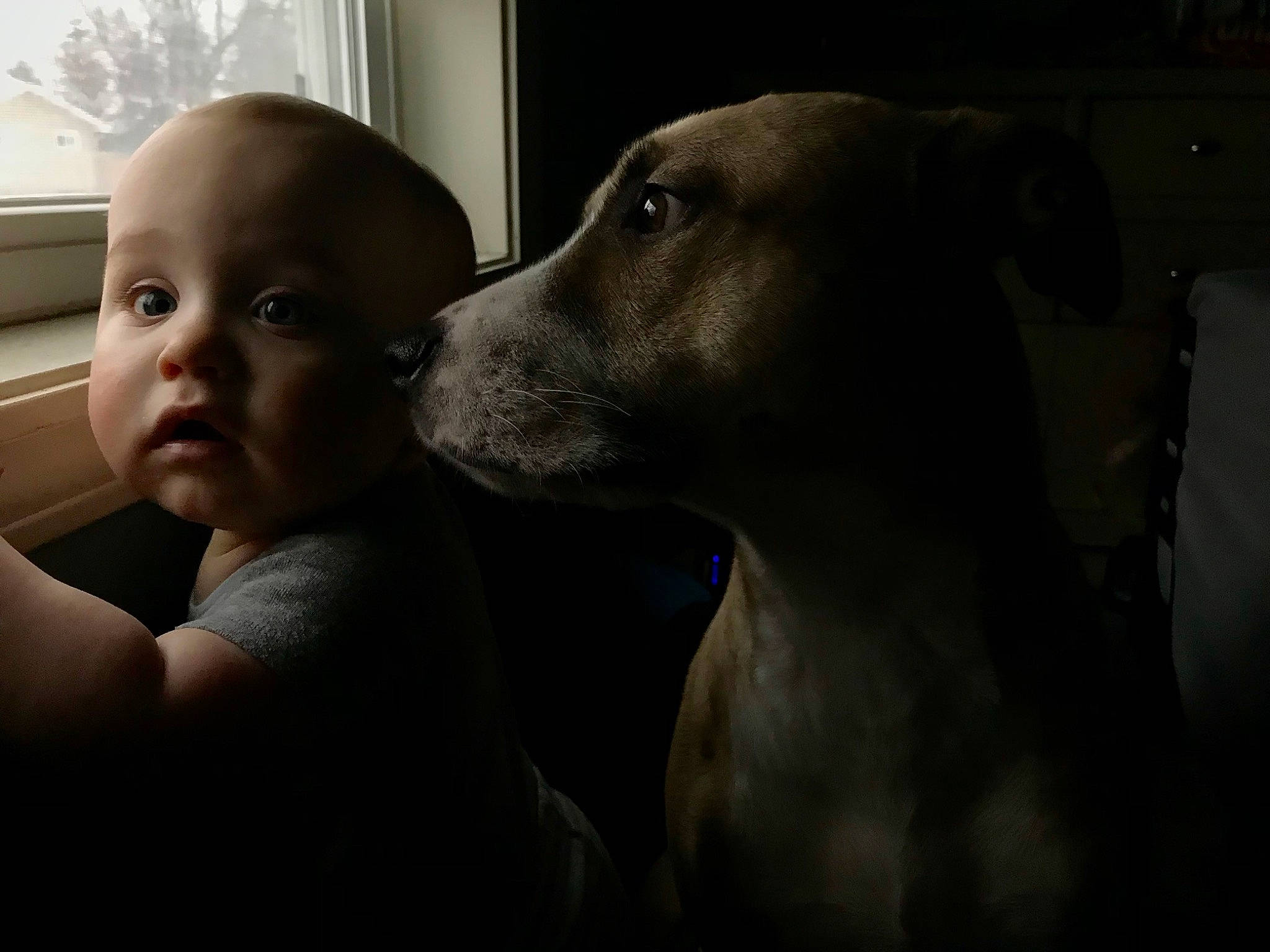 Archer is registered to the contest to win money with this photo: baby, canidae, carnivore, comfort, companion_dog, darkness, dog, dog_breed, eye, fawn, flash_photography, fur, happy, iris, monochrome, monochrome_photography, person, snout, sporting_group, toddler