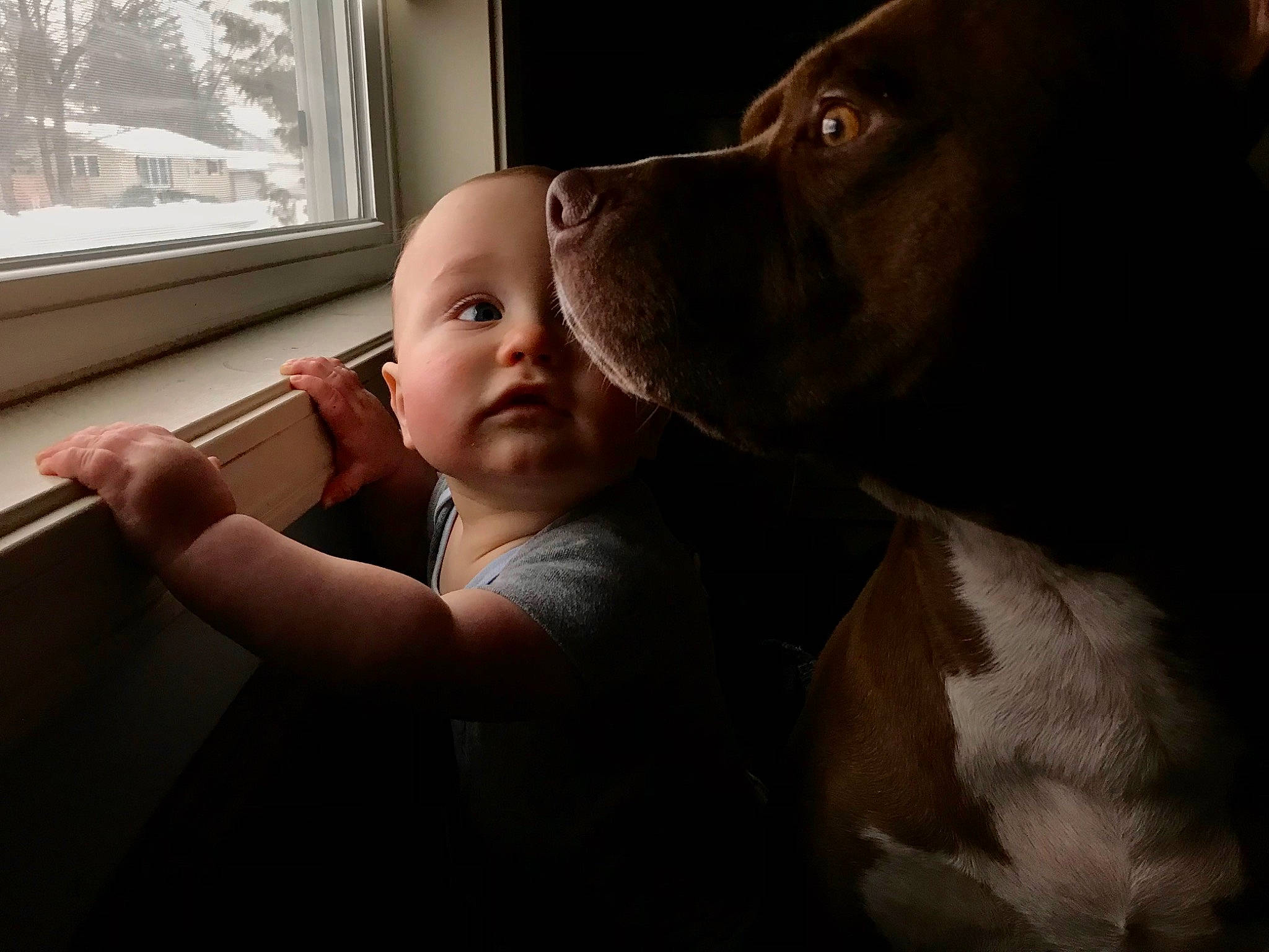 Archer is registered to the contest to win money with this photo: canidae, carnivore, comfort, companion_dog, dog, dog_breed, fawn, flash_photography, fur, gesture, happy, mammal, nose, person, sitting, snout, sporting_group, toddler, whiskers, window