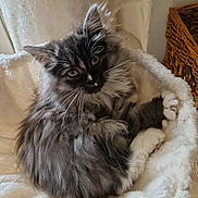 Romi participe au concours pour gagner de l'argent avec cette photo : cat, kitten, fluffy, grey, white, pet, feline, whiskers, cozy, cat_bed, scratching_post, basket, indoor, curled_up, fur, cute, relaxed, animal, soft, resting