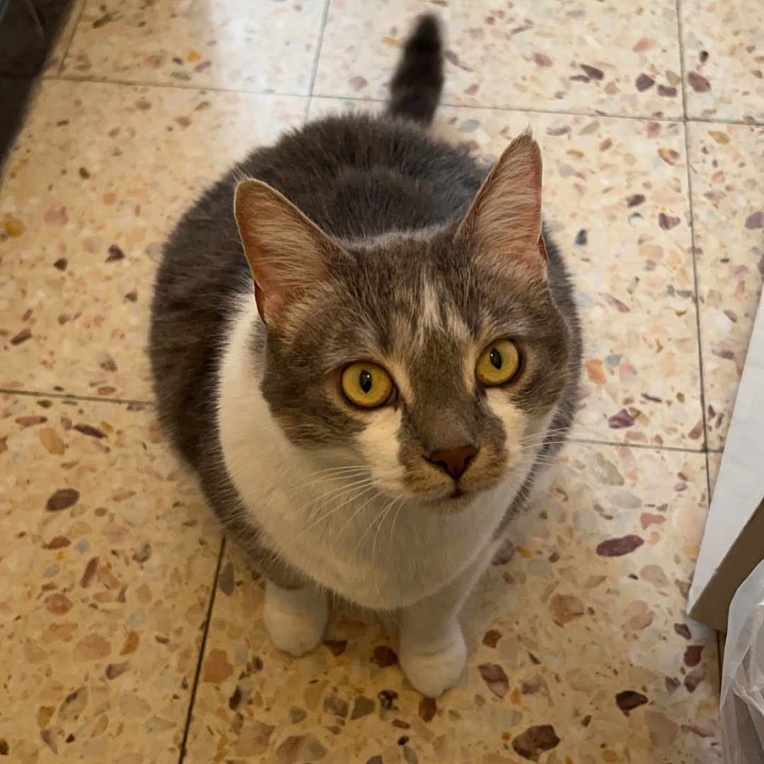 Chipie participe au concours pour gagner de l'argent avec cette photo : abyssinian, accessories, animal, cat, clothing, footwear, hardwood, indoors, interiordesign, kitten, leash, manx, pet, plywood, sandal, shoe, slate, strap, tile, wood