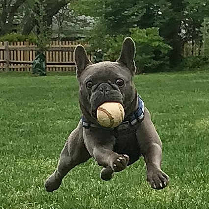 Hines joined the competition — help win amazing prizes! american_pit_bull_terrier, ancient_dog_breeds, bulldog, canidae, carnivore, companion_dog, dog, dog_breed, french_bulldog, grass, mammal, molosser, non_sporting_group, old_english_bulldog, olde_english_bulldogge, rare_breed_dog, renascence_bulldogge, snout, toy_bulldog, vertebrate