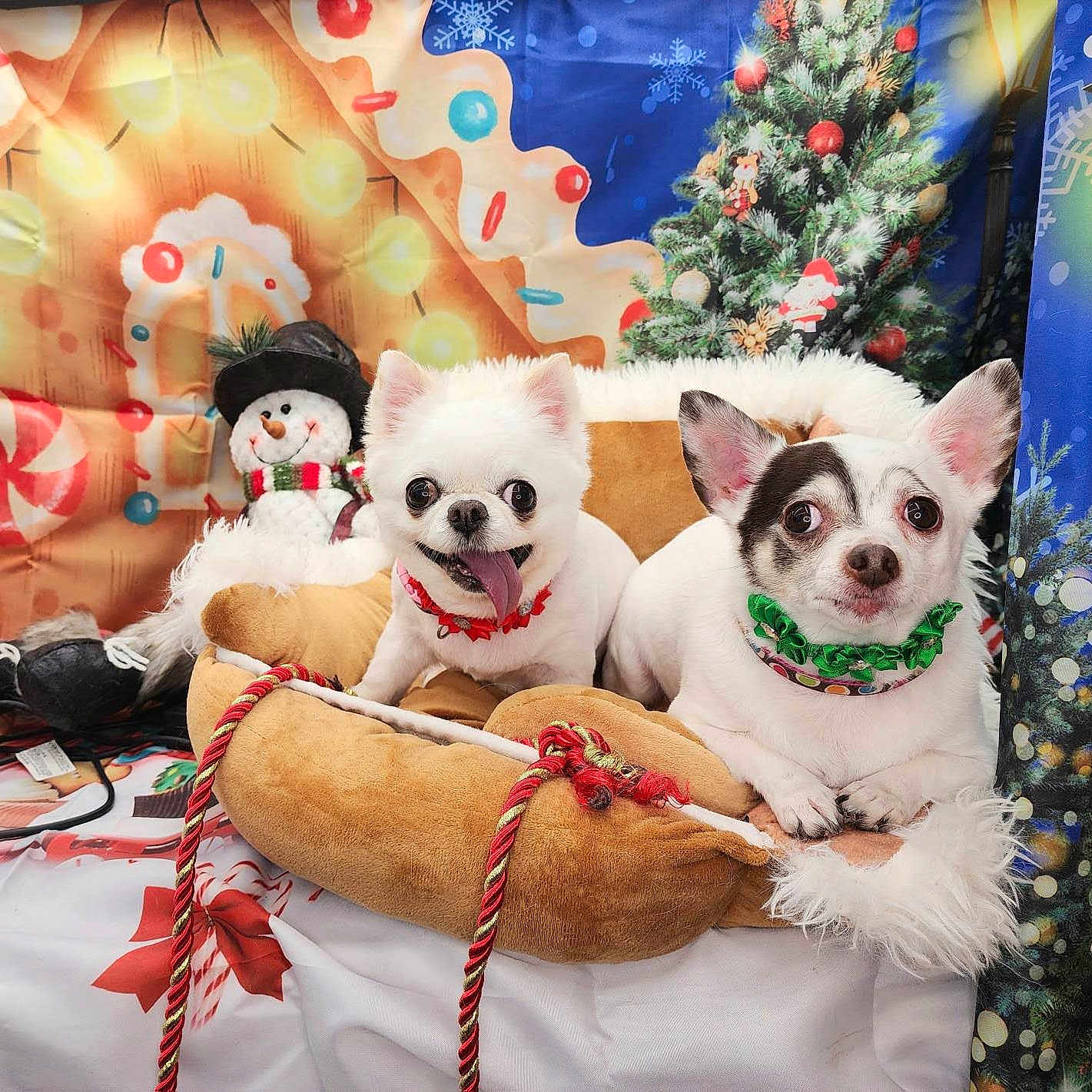Mina And Lola joined the competition — help win amazing prizes! animal, background, candy_cane, christmas, christmas_tree, collar, colorful, cozy, cute, decorations, dog, festive, holiday, indoor, pet_bed, portrait, small_dog, snowman, tongue_out, white_dog