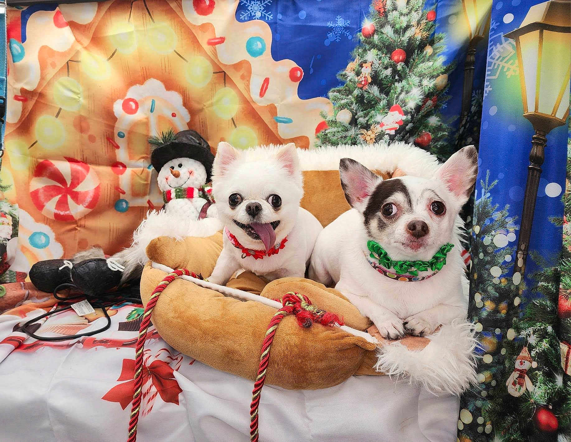Mina And Lola joined the competition — help win amazing prizes! dog, small_dog, white_dog, christmas, holiday, festive, pet_bed, snowman, decorations, christmas_tree, candy_cane, collar, tongue_out, cute, cozy, indoor, background, colorful, portrait, animal