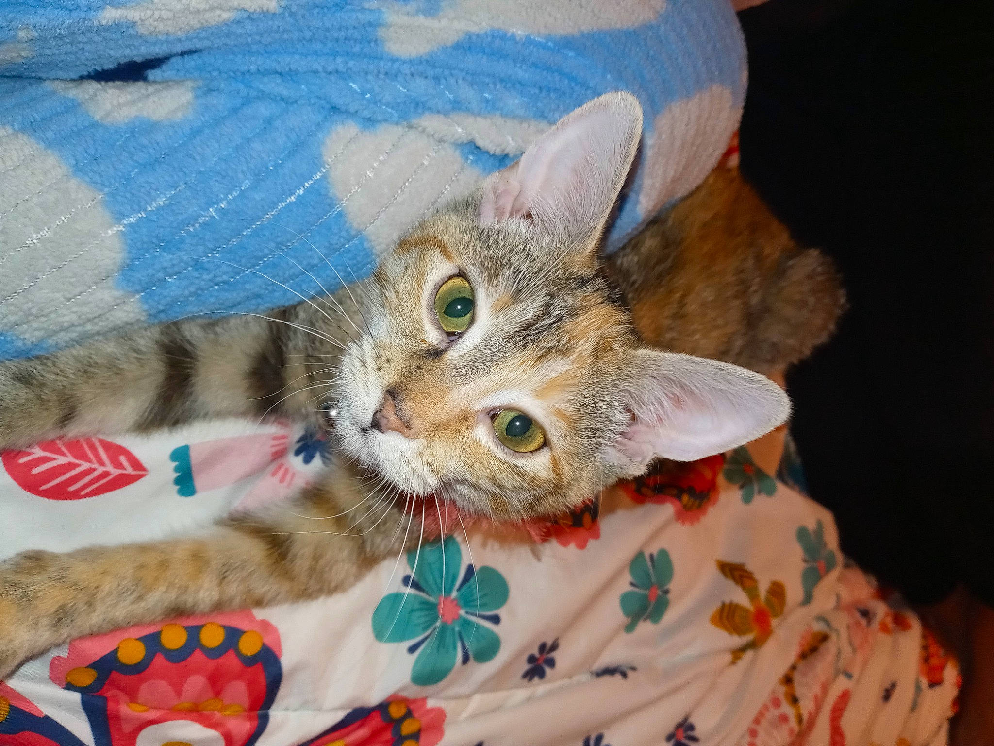 Purrdy joined the competition — help win amazing prizes! basket, carnivore, cat, claw, comfort, domestic_short_haired_cat, fashion_accessory, fawn, felidae, fur, knitting, linens, pattern, paw, small_to_medium_sized_cats, tail, thread, whiskers, woven_fabric