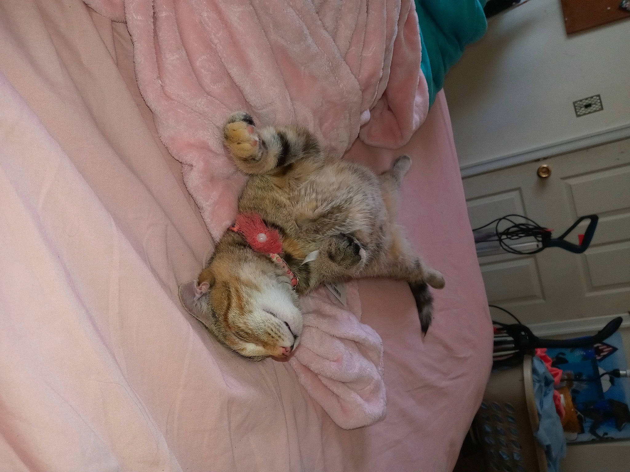 Purrdy joined the competition — help win amazing prizes! cabinetry, claw, comfort, domestic_short_haired_cat, drawer, fawn, felidae, fur, paw, small_to_medium_sized_cats, tail, whiskers, wildlife, wildlife_biologist