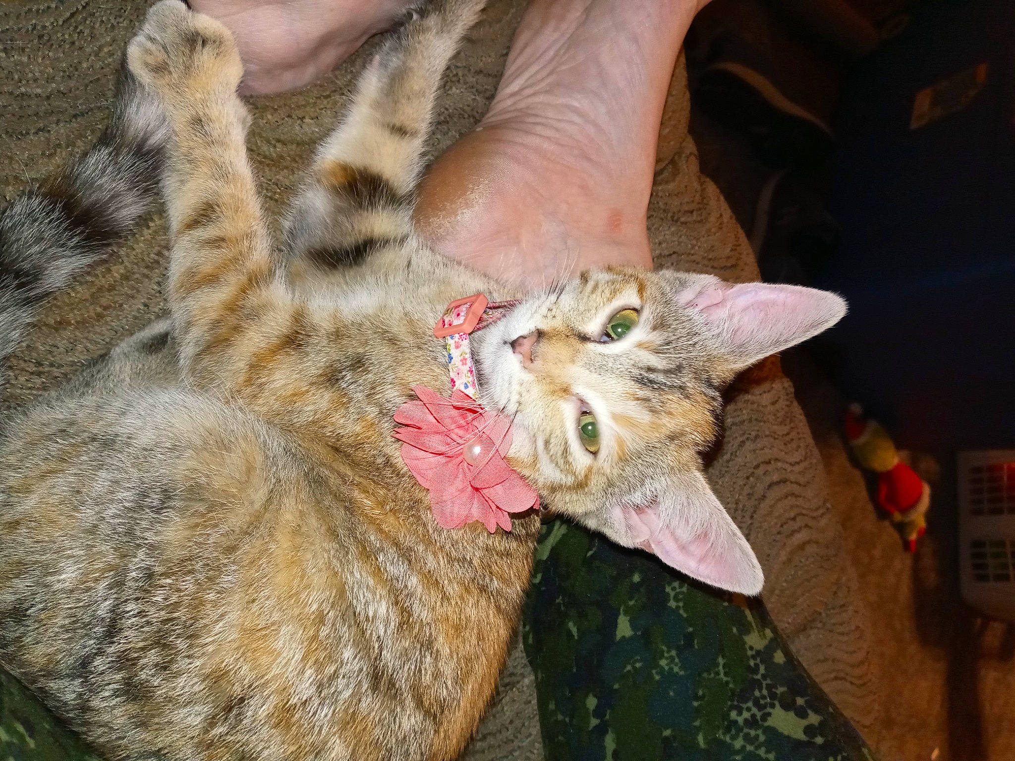 Purrdy is registered to the contest to win money with this photo: big_cats, carnivore, cat, claw, domestic_short_haired_cat, fawn, felidae, fur, nail, paw, plant, small_to_medium_sized_cats, tail, terrestrial_animal, whiskers, wildlife