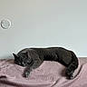 Nounours a rejoint le concours — aidez-le/la à gagner de superbes lots ! cat, gray_cat, sleeping, sleepy, pet, animal, feline, whiskers, ears, paws, tail, blanket, pink_blanket, bed, indoors, home, relaxed, nap, cozy, portrait
