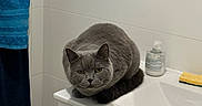 Nounours participe au concours pour gagner de l'argent avec cette photo : cat, gray_cat, feline, animal, bathroom, sink, countertop, mirror, towel, soap_dispenser, sponge, tiles, indoor, pet, crouching, sitting, short_hair, serious_expression, whiskers, home