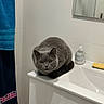 cat, gray_cat, feline, animal, bathroom, sink, countertop, mirror, towel, soap_dispenser, sponge, tiles, indoor, pet, crouching, sitting, short_hair, serious_expression, whiskers, home